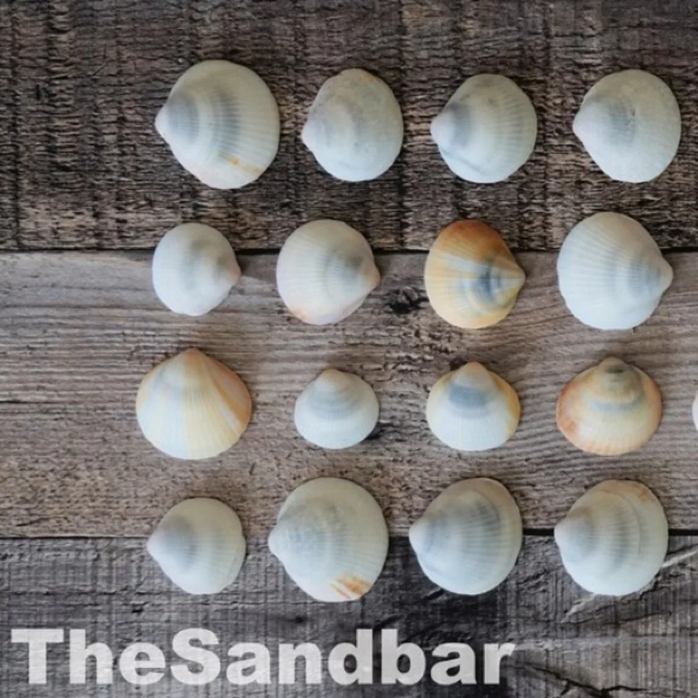 Florida Seashells Vase Filler Bulk Gray Bittersweet Clam Craft Supply TheSandbar
